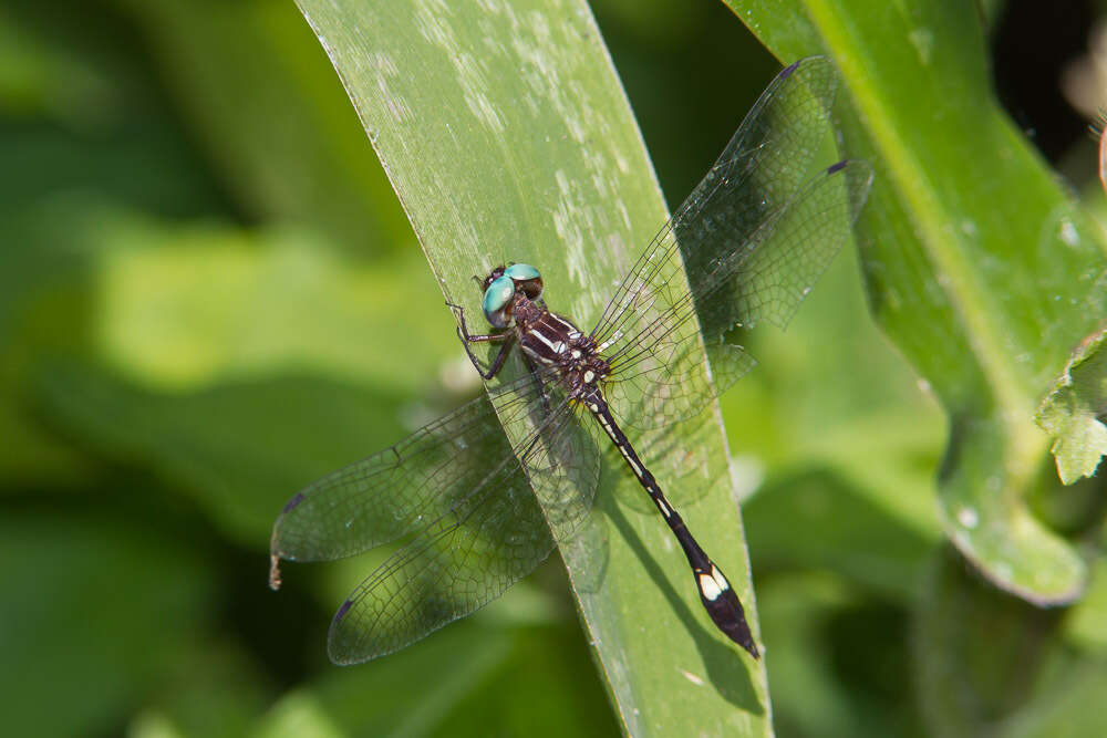 Image of Macrothemis ultima González 1992