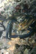 Macrobrachium carcinus (Linnaeus 1758)的圖片