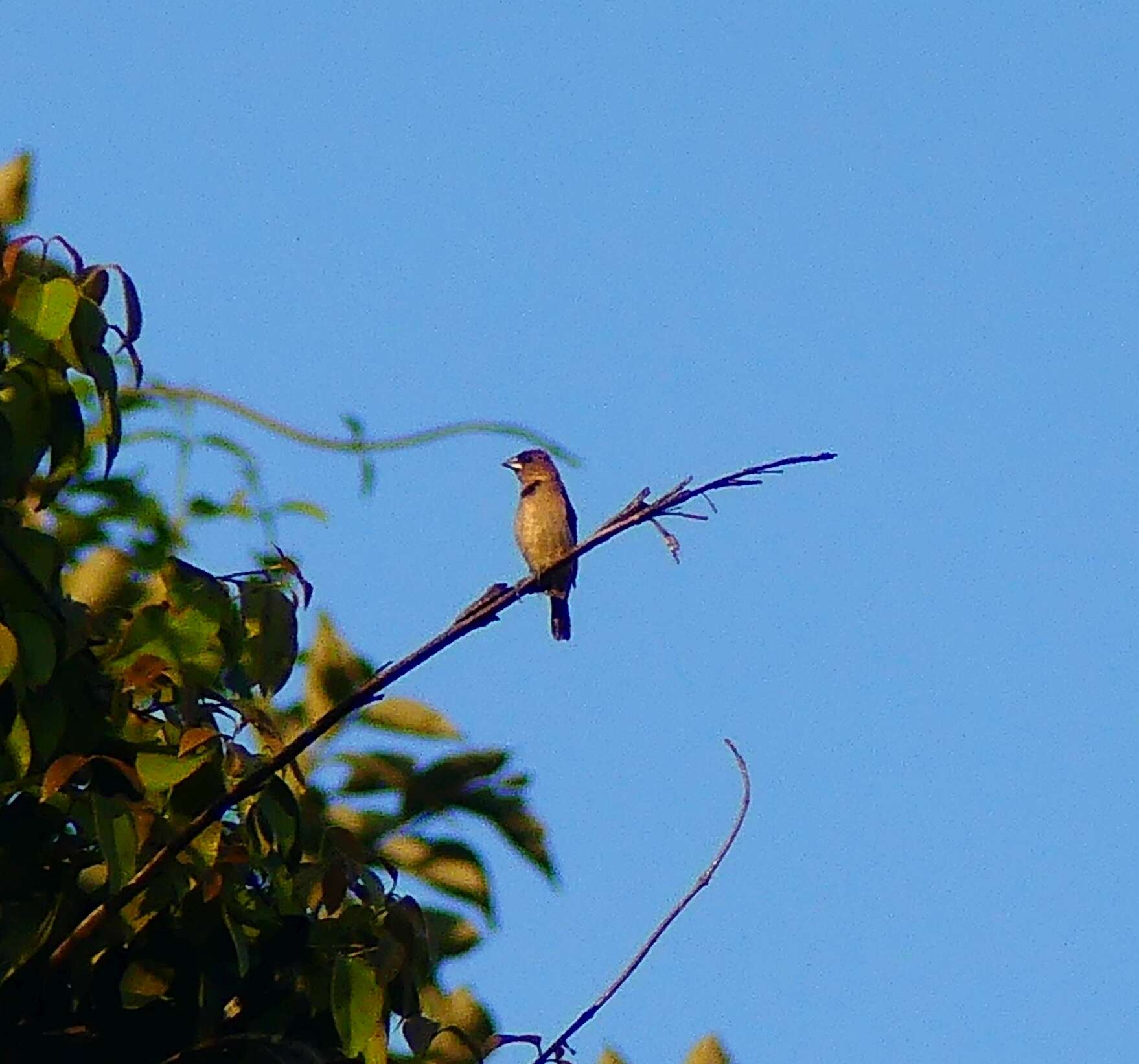 Image of Black-throated Munia