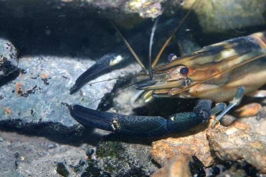 Image of bigclaw river shrimp