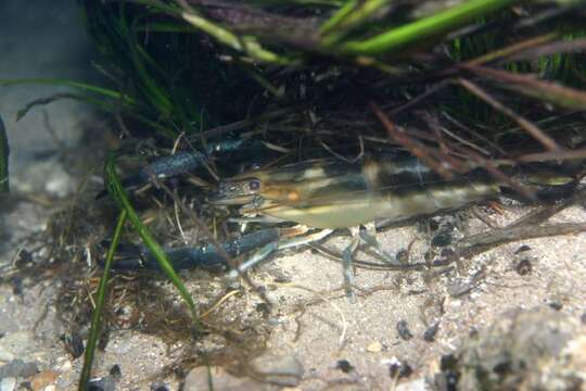 Macrobrachium carcinus (Linnaeus 1758)的圖片