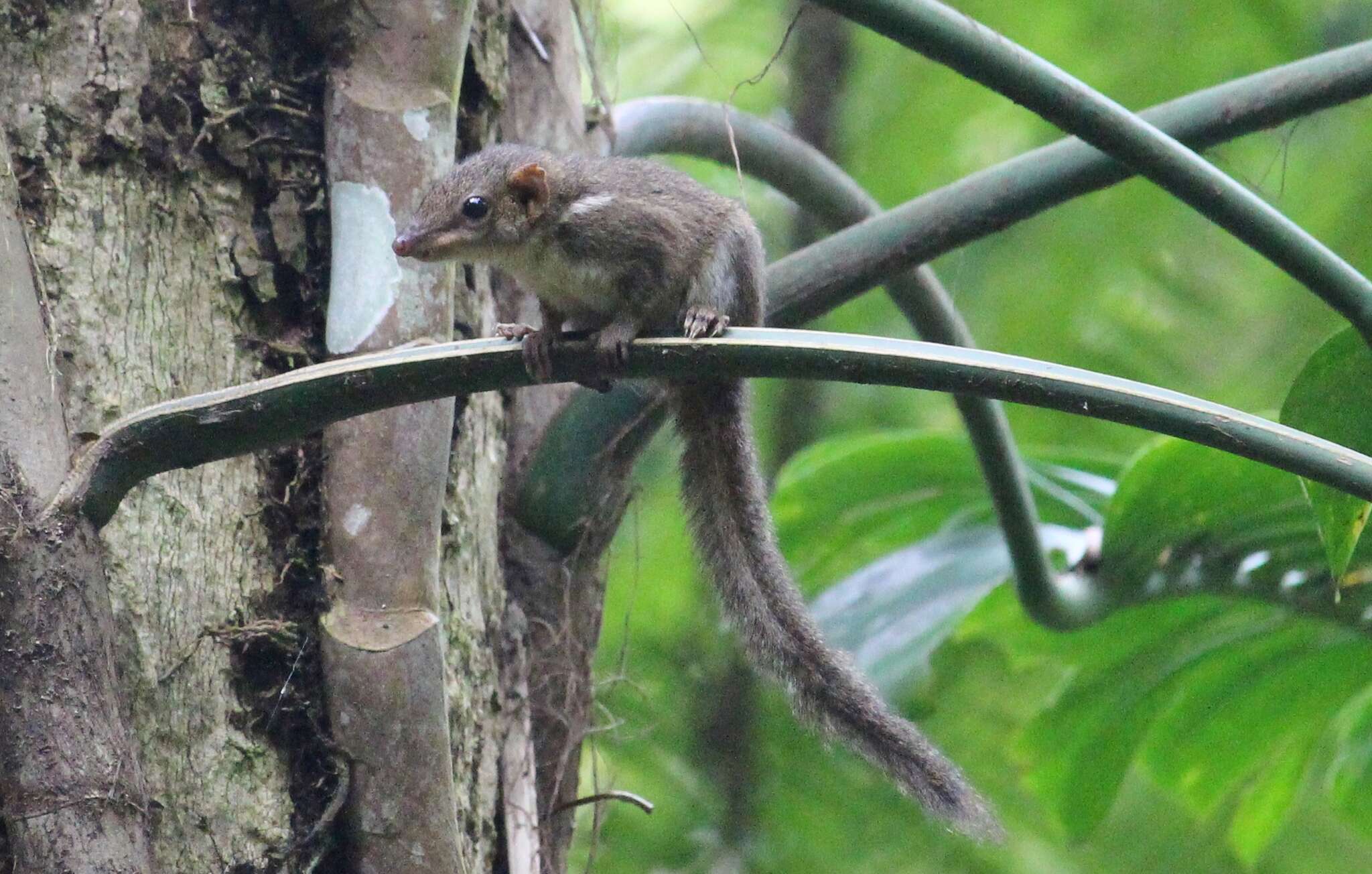 Image of Horsfield's Treeshrew