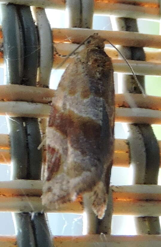 Image of Pine-tube Moth