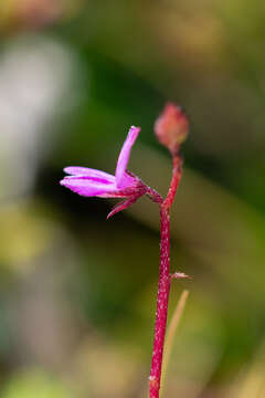 Image of Indigofera sarmentosa L. fil.