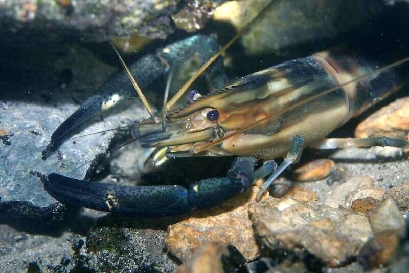 Macrobrachium carcinus (Linnaeus 1758)的圖片