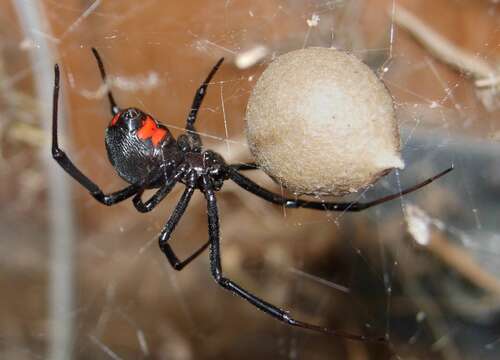 Image of Black widow spider