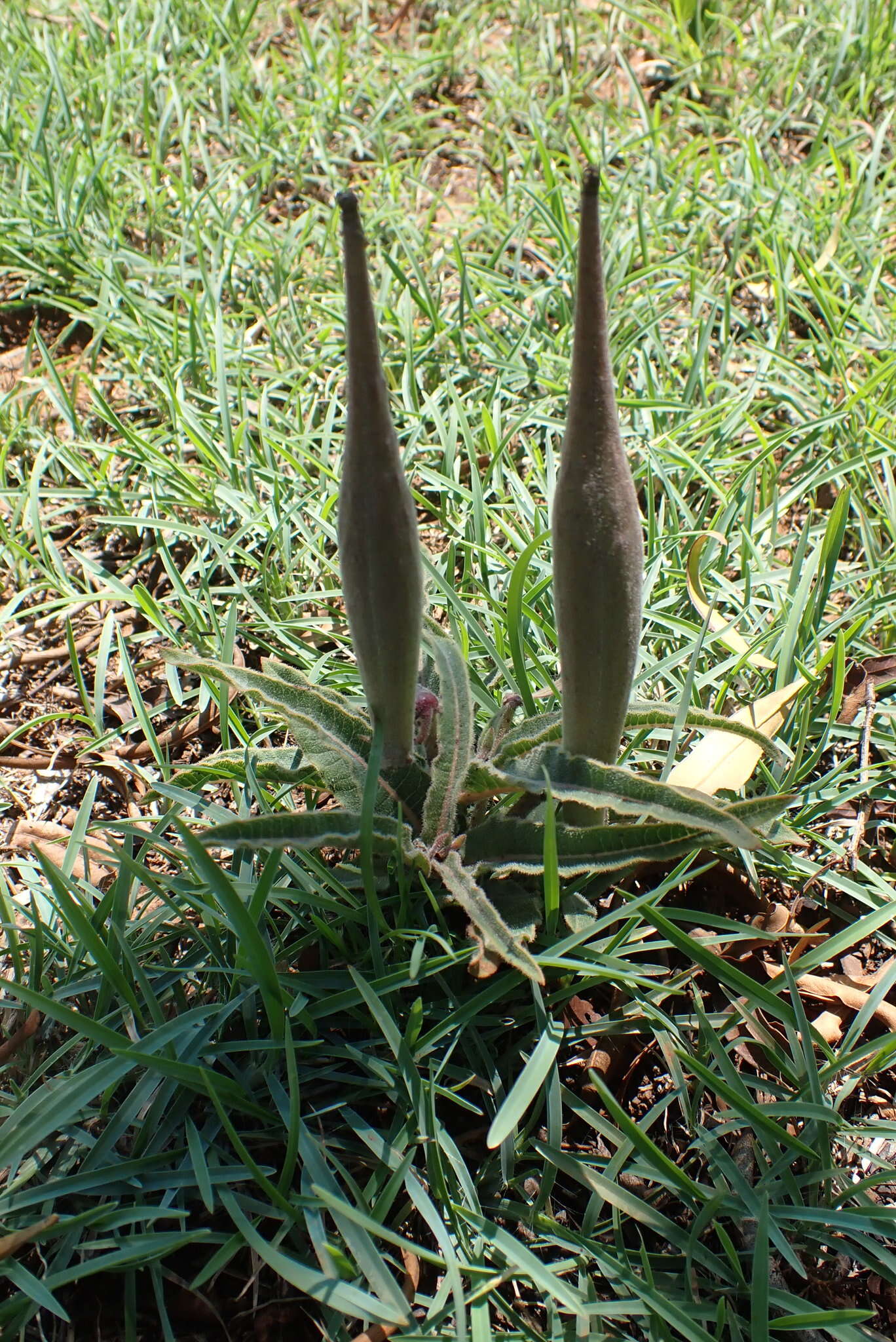 صورة Asclepias meliodora (Schltr.) Schltr.