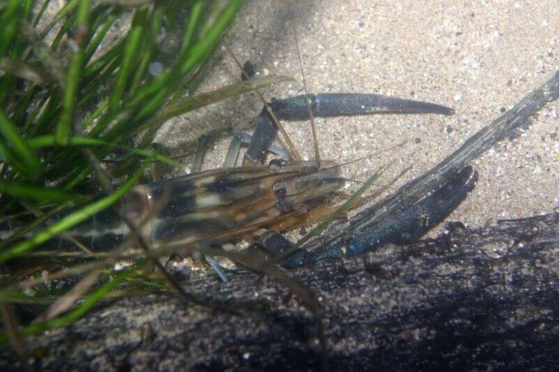 Macrobrachium carcinus (Linnaeus 1758)的圖片