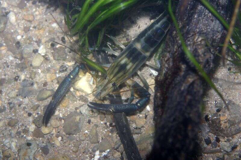 Macrobrachium carcinus (Linnaeus 1758)的圖片