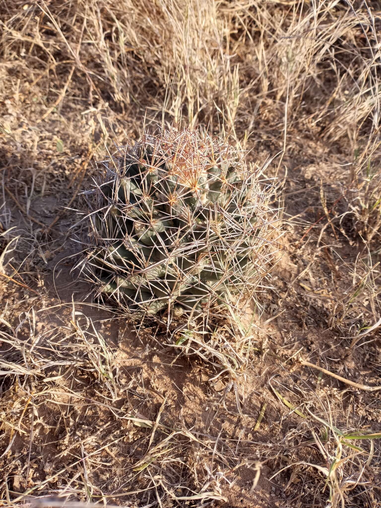 Image of Scheer's beehive cactus