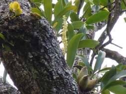 Image de Mycaranthes oblitterata Blume