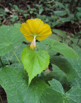 Image of Abutilon persicum (Burm. fil.) Merr.