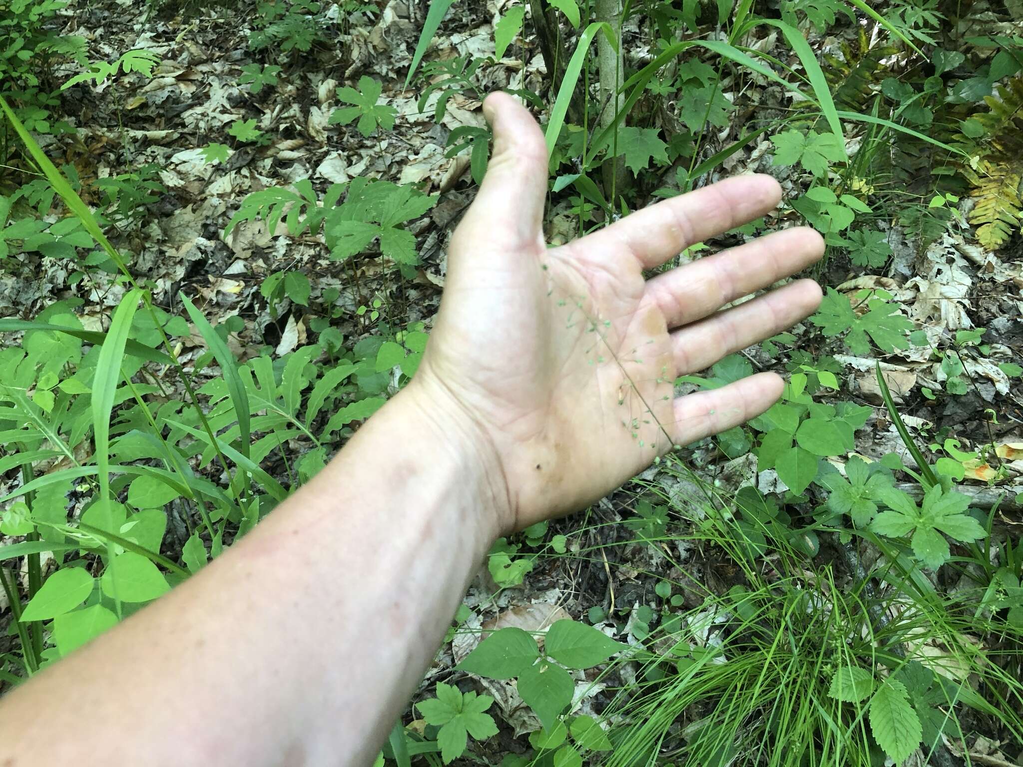 Image of Woodland Blue Grass