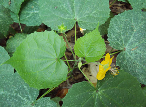 Image of Abutilon persicum (Burm. fil.) Merr.