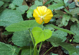 Image of Abutilon persicum (Burm. fil.) Merr.