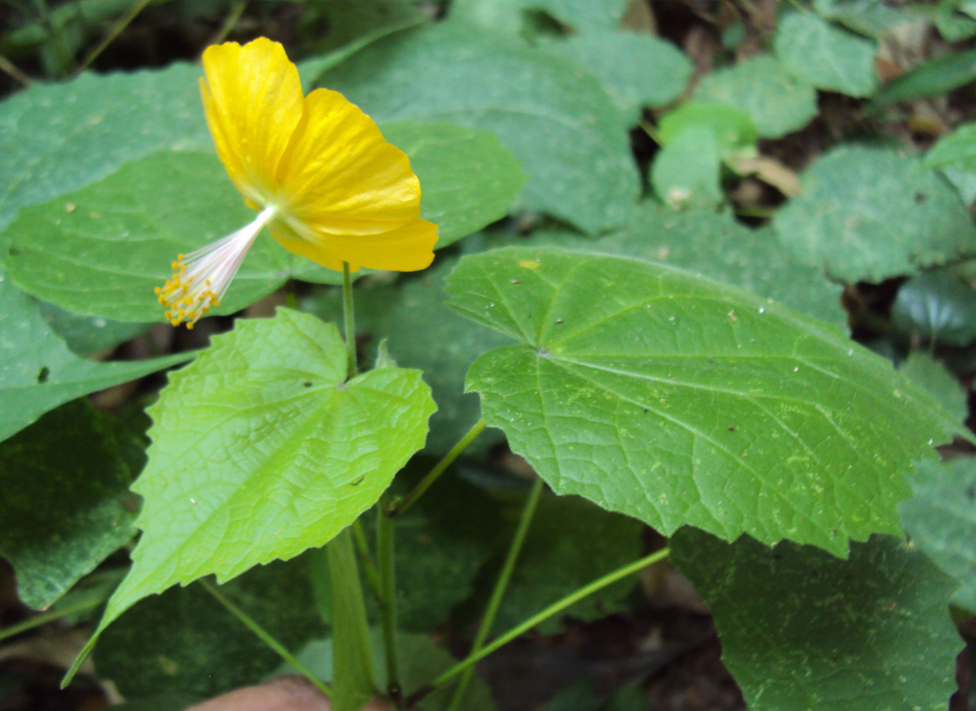 Image of Abutilon persicum (Burm. fil.) Merr.