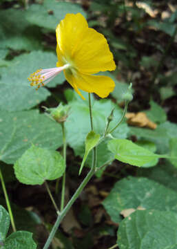 Image of Abutilon persicum (Burm. fil.) Merr.