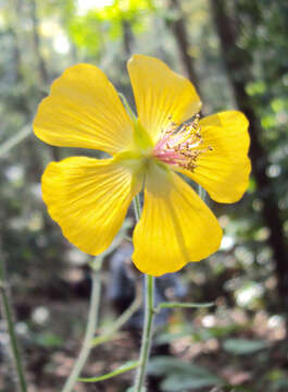 Image of Abutilon persicum (Burm. fil.) Merr.