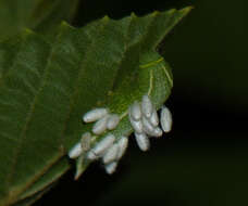 Image of Cotesia congregata (Say 1836)