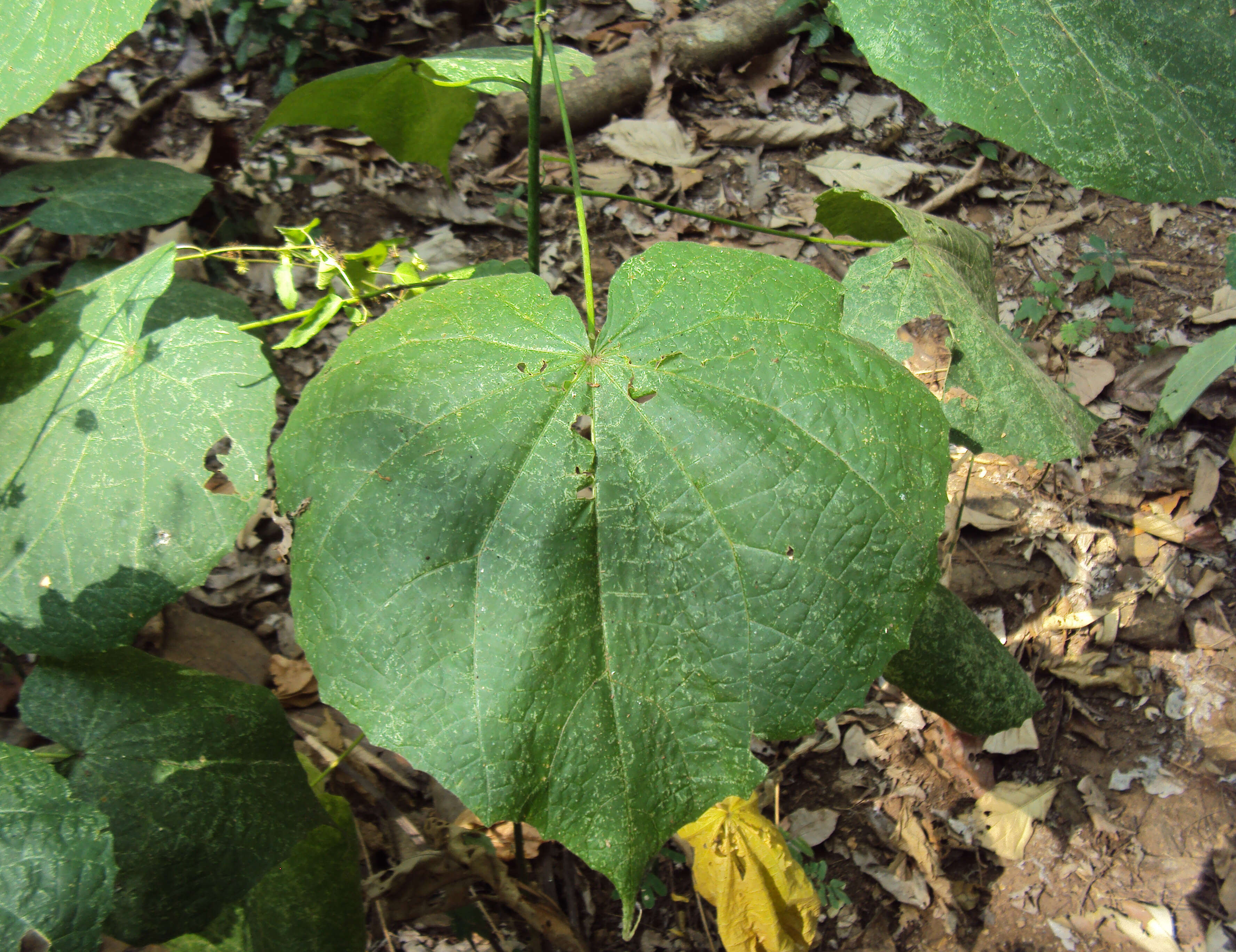 Image of Abutilon persicum (Burm. fil.) Merr.