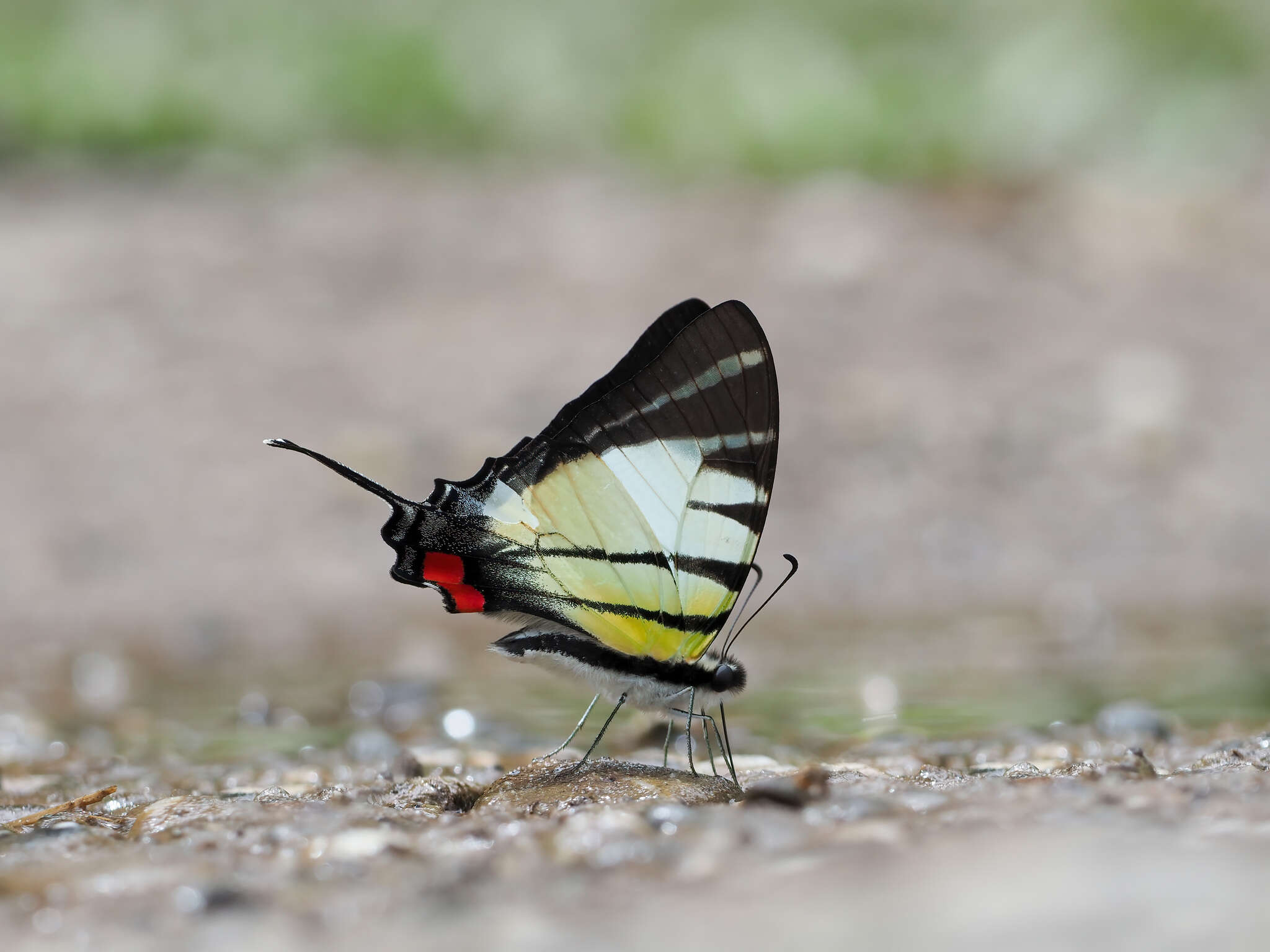 Sivun Graphium stratiotes (Grose-Smith 1887) kuva