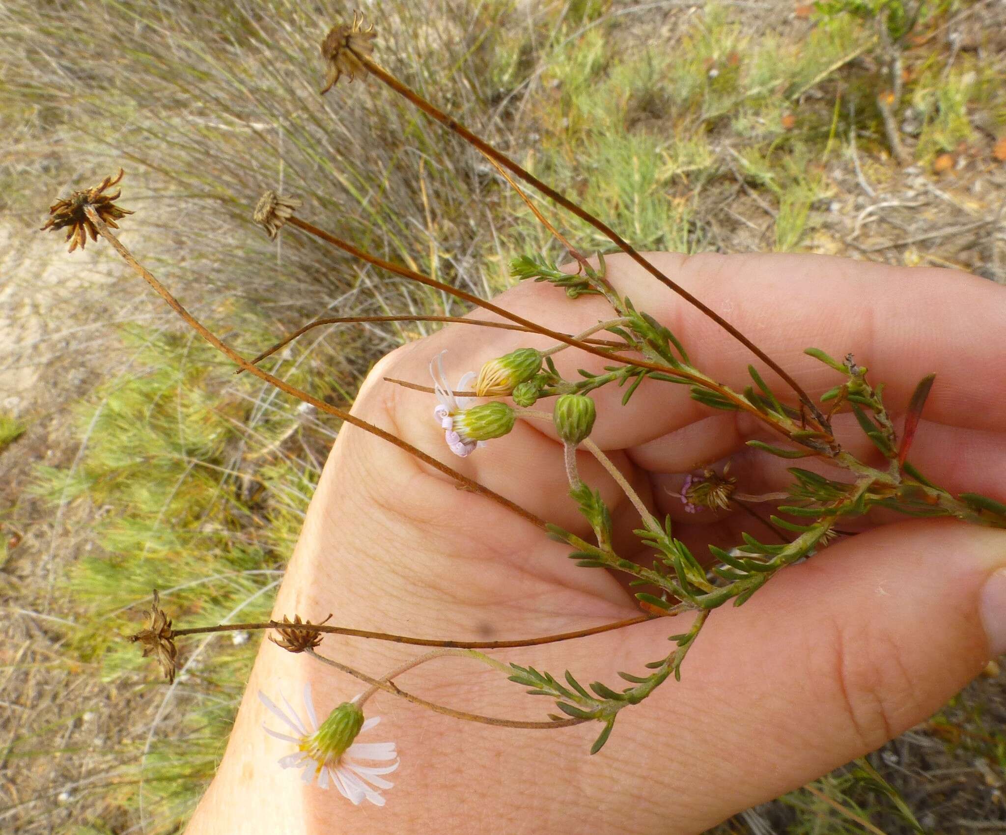 Image of Felicia hyssopifolia (Berg.) Nees