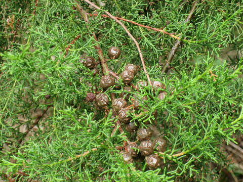 Imagem de Cupressus lusitanica Mill.