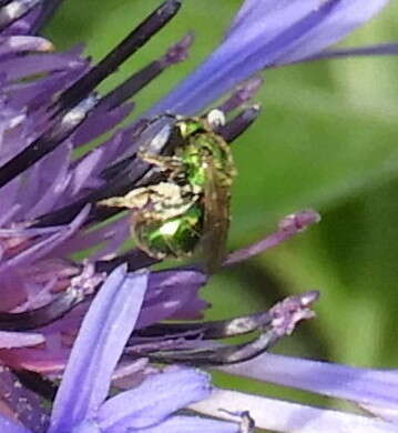 صورة Augochlorella aurata (Smith 1853)