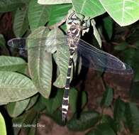 Image of Cordulegaster diadema Selys 1868