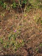 Image de Solanum campylacanthum subsp. campylacanthum