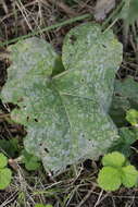 Imagem de Golovinomyces depressus (Wallr.) V. P. Heluta 1988