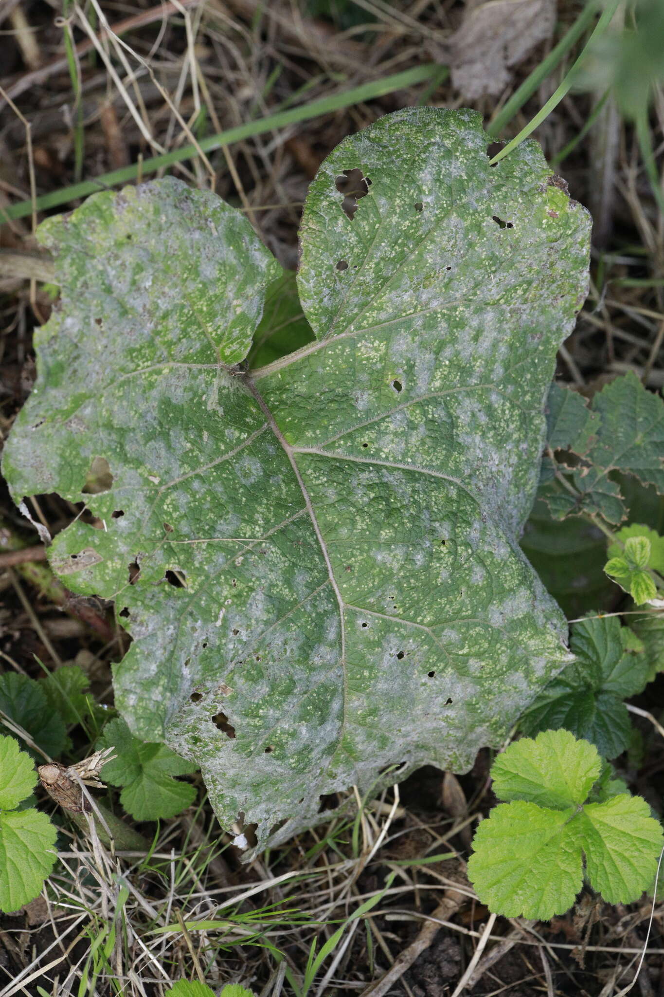 Image of Golovinomyces depressus (Wallr.) V. P. Heluta 1988