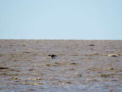 Image of Antarctic Giant-Petrel