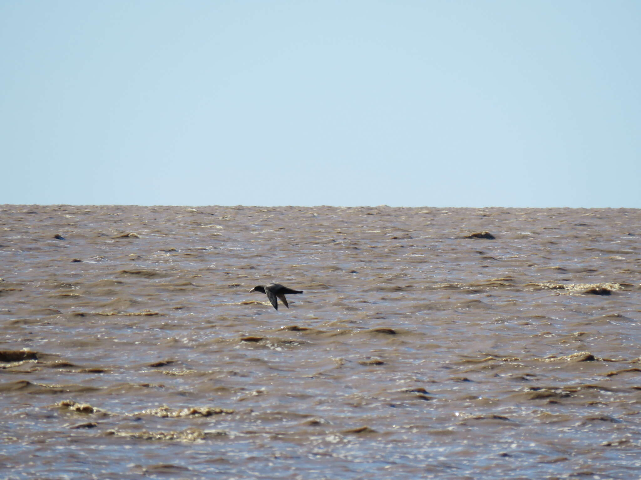 Image of Antarctic Giant-Petrel