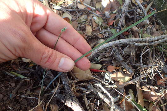 Image of Ornithogalum anguinum F. M. Leight. ex Oberm.