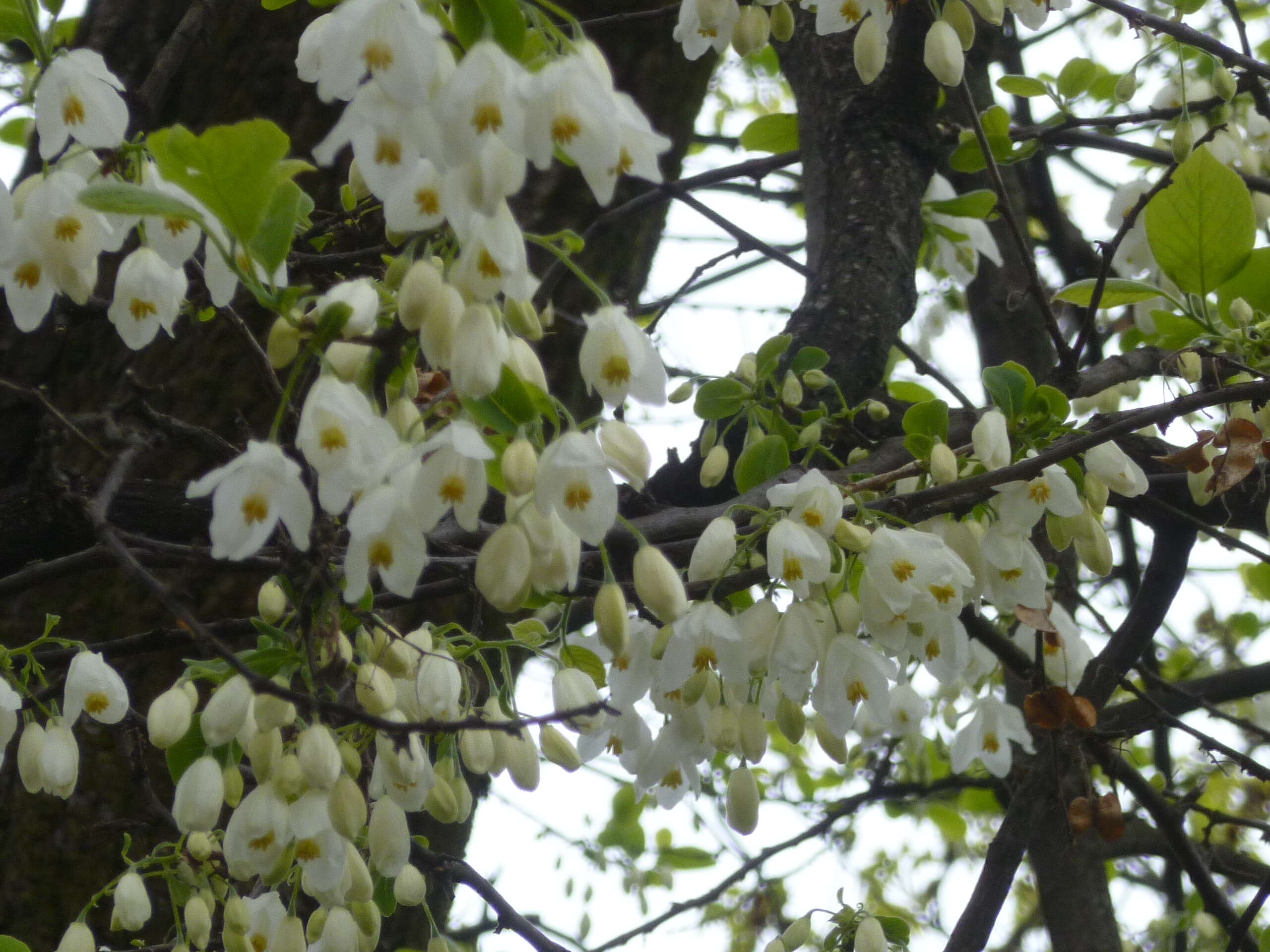 Image de Halesia diptera J. Ellis