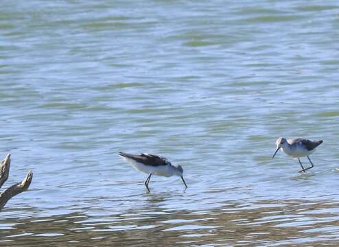 Image of Marsh Sandpiper