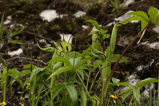 Image of Jacquemont's Cobra-Lily