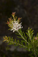 Image of Grevillea acerata Mc Gill.