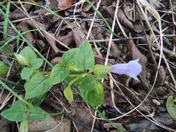 صورة Torenia asiatica L.