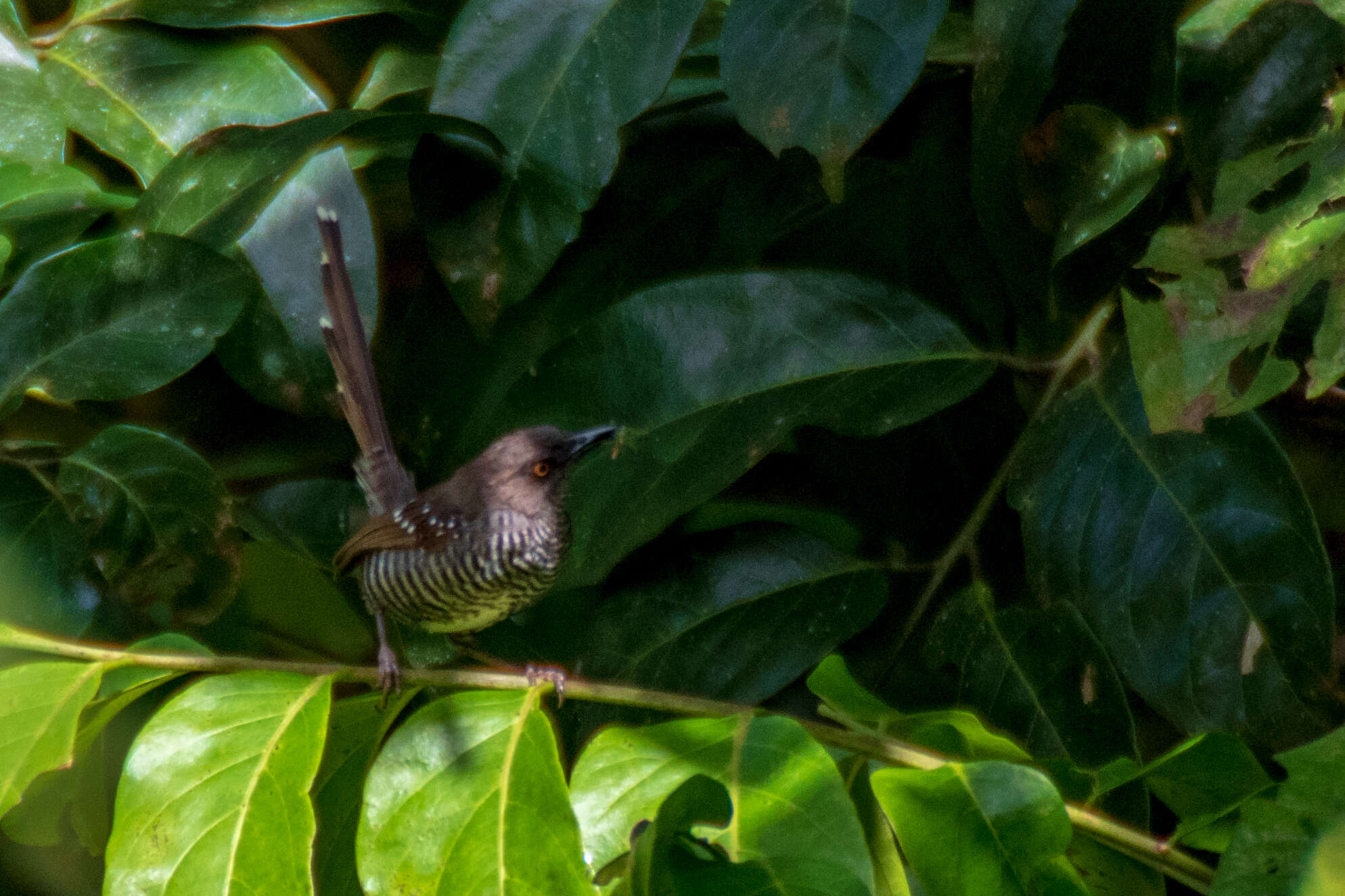 Image de Prinia bairdii (Cassin 1855)