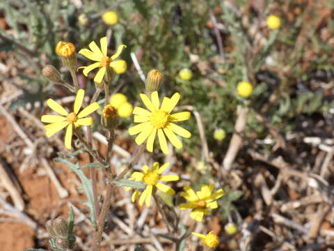 Plancia ëd Senecio consanguineus DC.