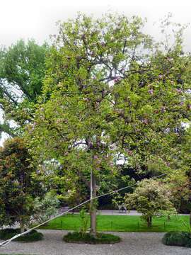 Image of Saucer magnolia