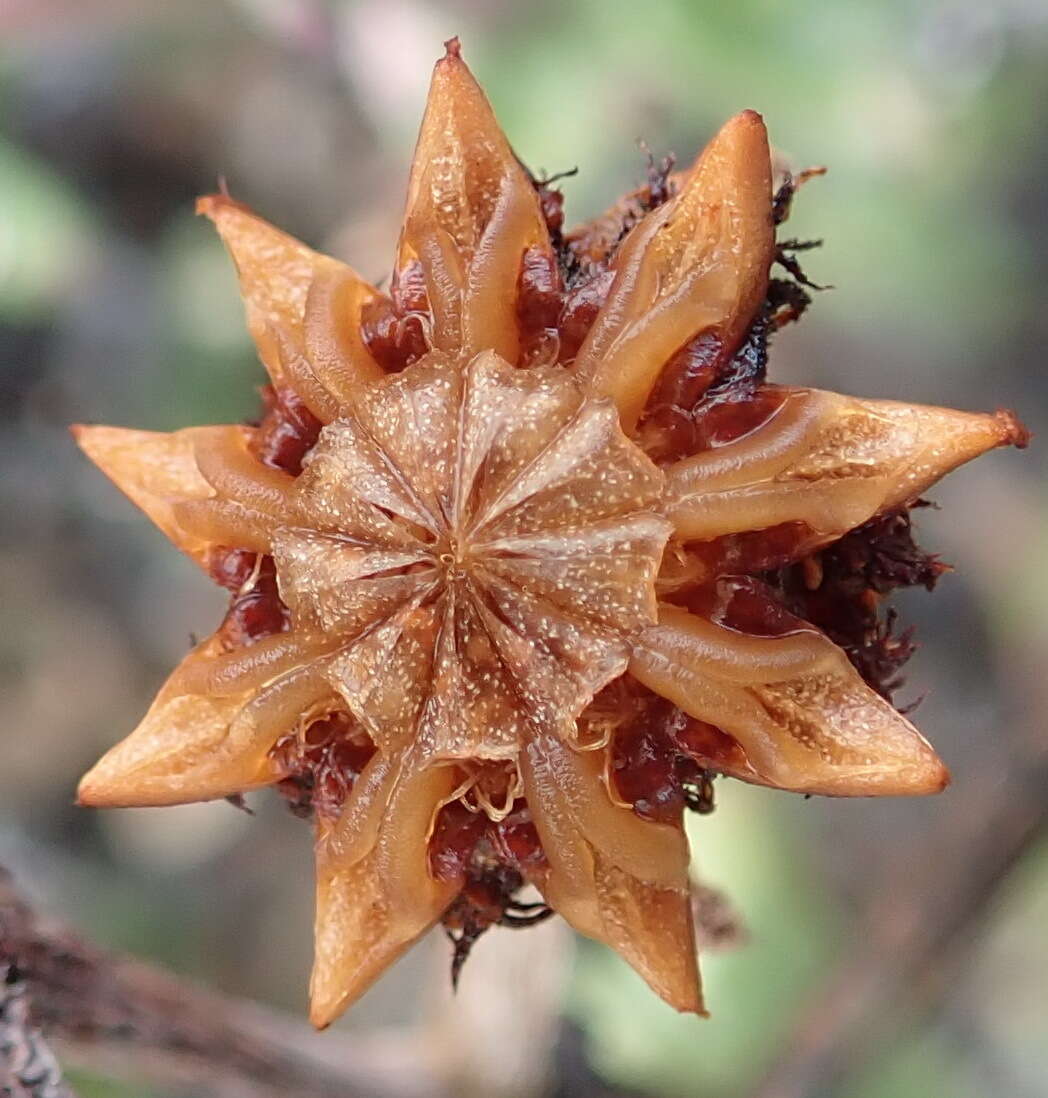 Image of Smicrostigma viride (Haw.) N. E. Br.