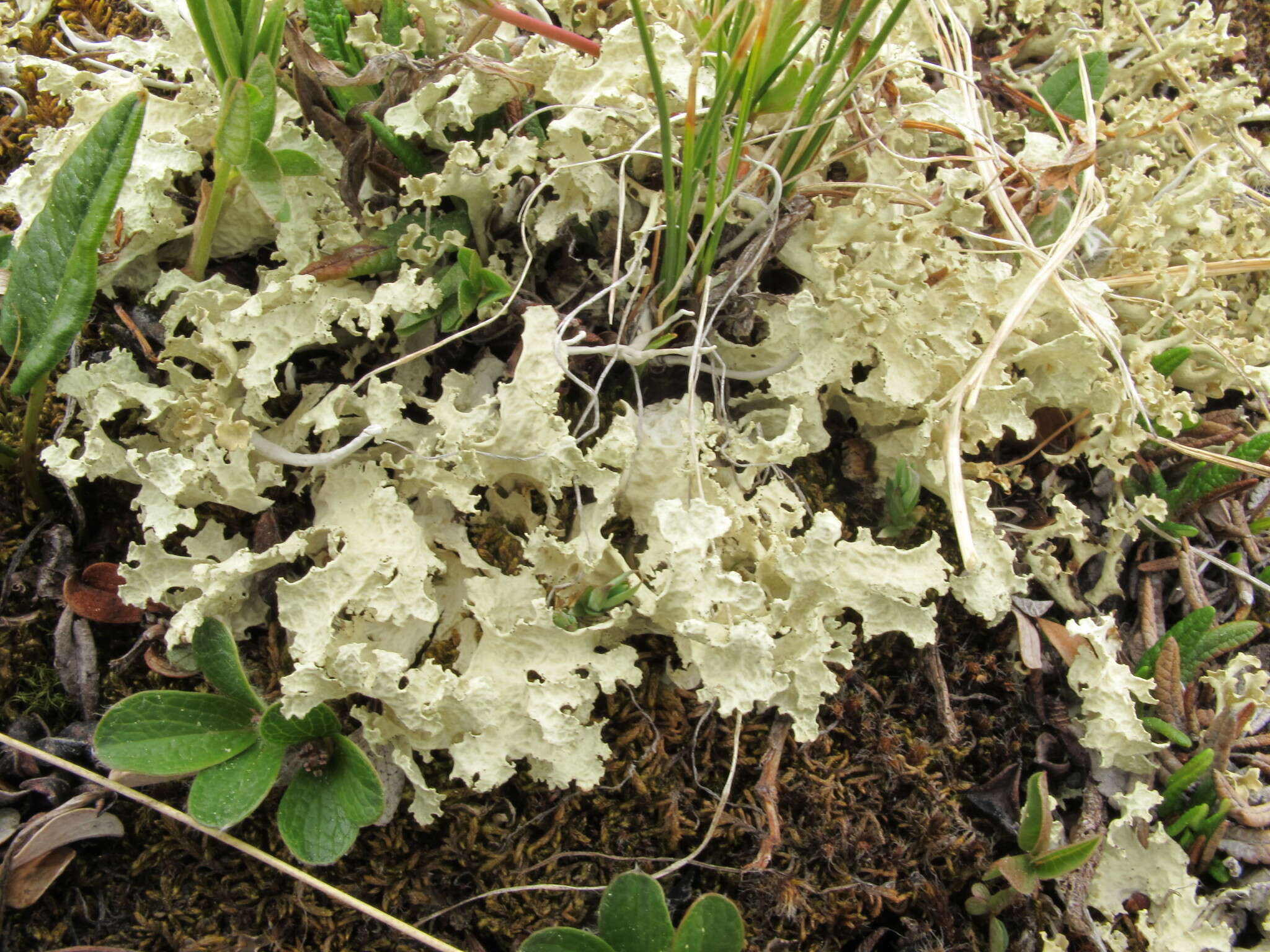 Image of Flavocetraria nivalis (L.) Kärnefelt & A. Thell