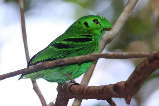 Image of Calyptomena Horsfield 1822