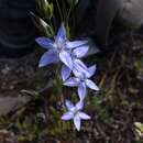 Image of Lomatogonium carinthiacum (Wulfen) Reichenb.