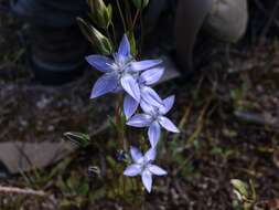 Image of Lomatogonium carinthiacum (Wulfen) Reichenb.