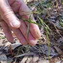 Plancia ëd Microlaena stipoides var. stipoides