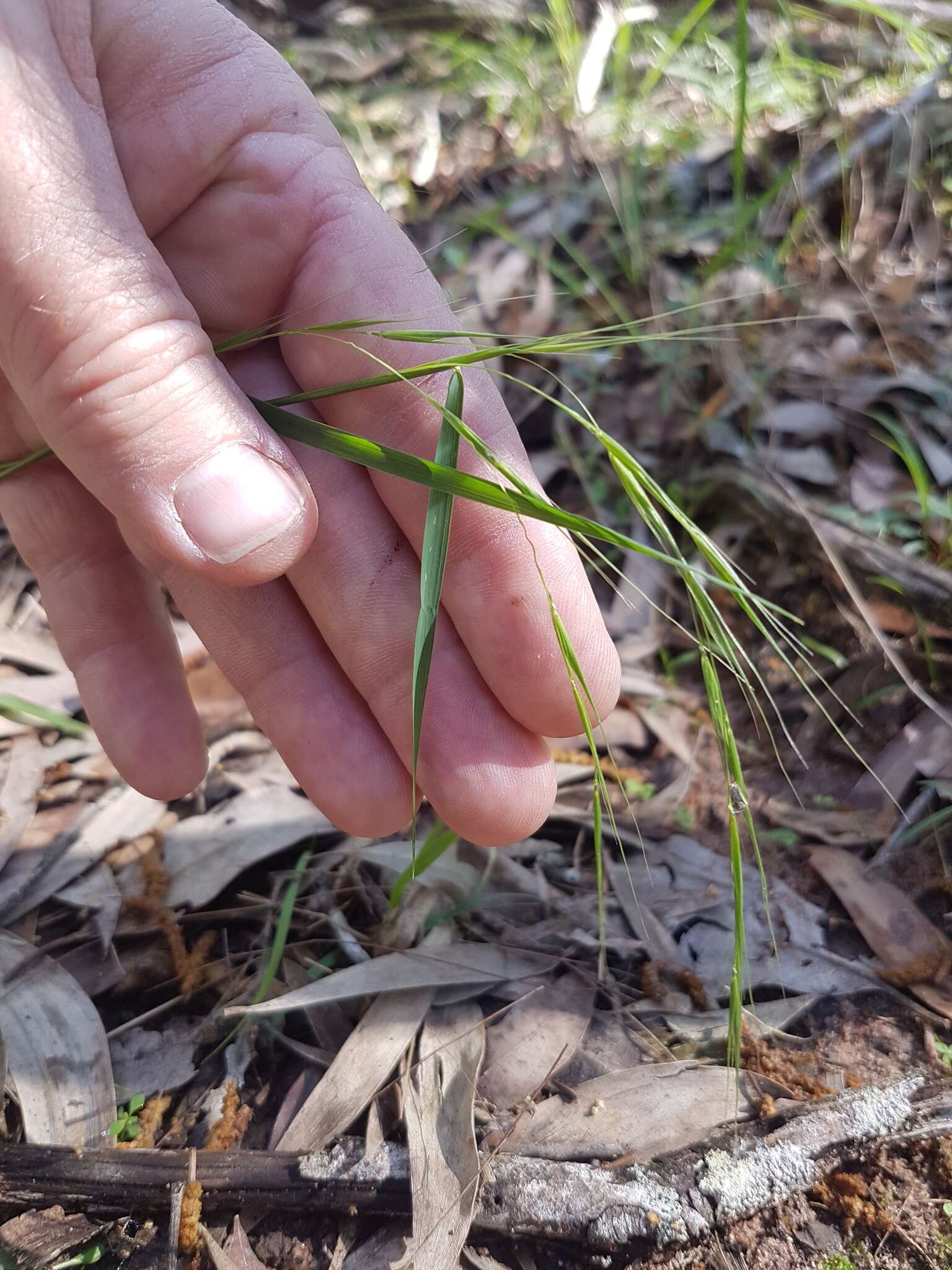 Image of Microlaena stipoides var. stipoides